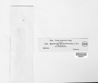 Mycosphaerella dendromeconis image